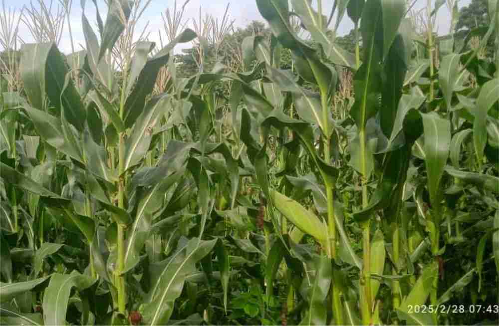 Foundation Embraces Agriculture Ahead of School Construction